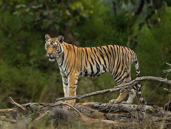 Bandhavgarh Tiger Reserve