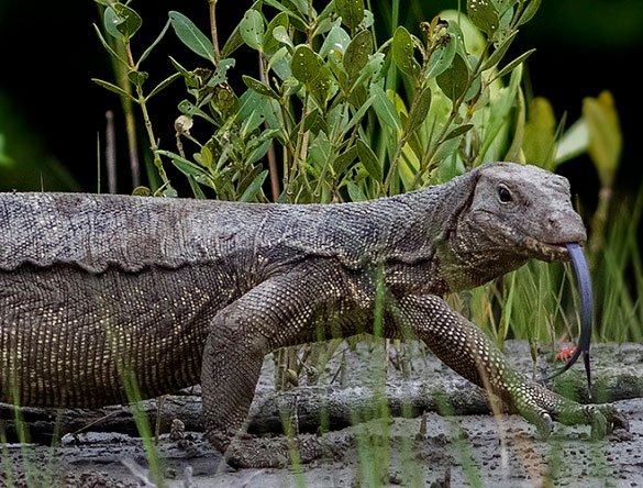 sundarbans national park tour